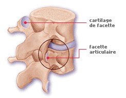 Cartilage_PhysioExtra
